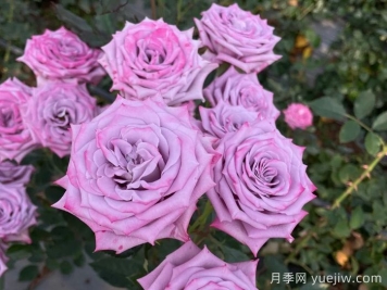 紫色年華月季