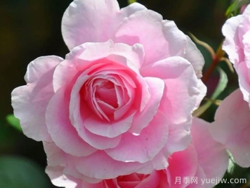 魯特琴月季/琵琶