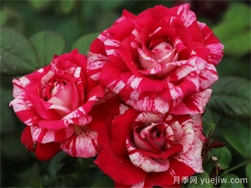 胡里奧月季的優(yōu)缺點是什么？