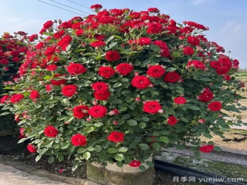 藤本月季造型花球冠幅1米價(jià)格