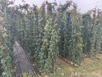 爬藤月季2米高多少錢一棵？