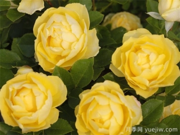 金絲雀月季花開(kāi)花全過(guò)程享受