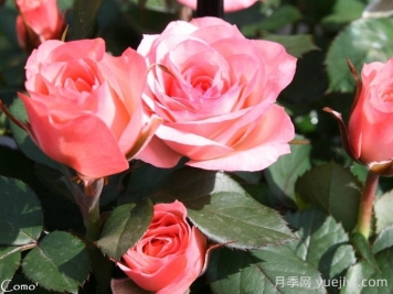 永遠(yuǎn)的科莫月季介紹和優(yōu)缺點(diǎn)