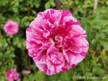 依蕾莎斯特月季介紹和優(yōu)缺點(diǎn)
