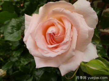 尚多斯美人月季介紹和優(yōu)缺點(diǎn)