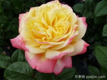 科德斯慶典月季介紹和優(yōu)缺點(diǎn)