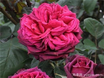 狄安娜伯爵夫人月季介紹和優(yōu)缺點(diǎn)