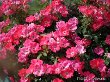 西子嫣紅月季