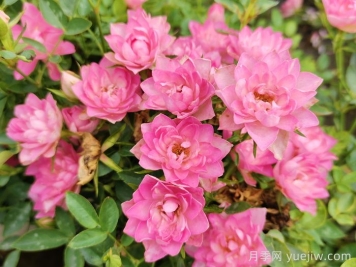 11種經(jīng)典微型月季花，顏值與實(shí)力兼具，陽(yáng)臺(tái)黨最愛(ài)