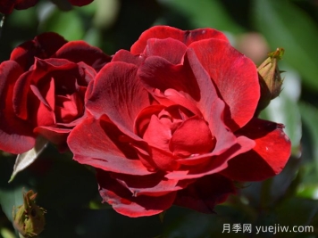 血腥瑪麗月季/紅磨坊街景/磚房