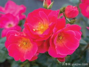 粉磚房月季