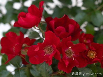 猩紅漂流月季