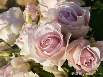 粉鉆月季
