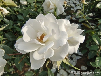 冰山月季