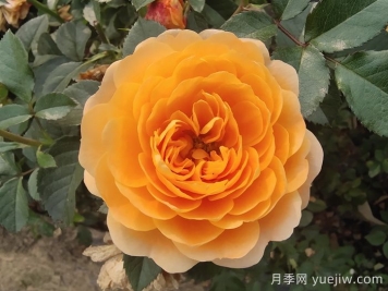 果汁陽臺月季