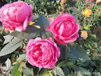 蘇菲寶貝月季