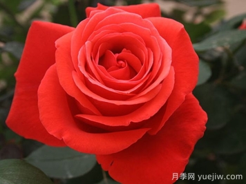 緋扇月季/菲扇/紅扇