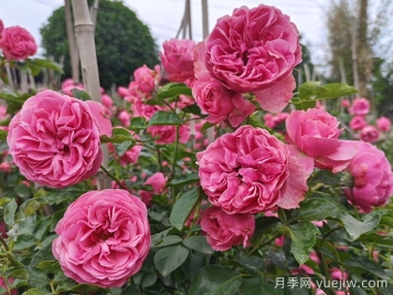粉色達(dá)芬奇月季/粉達(dá)月季
