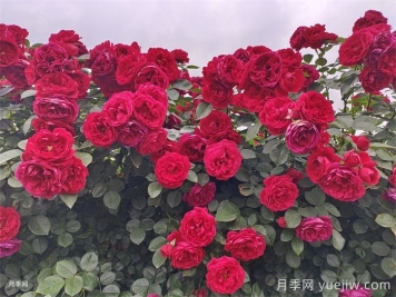 弗洛倫蒂娜月季/蒂娜/佛羅倫薩