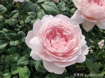瑞典女王月季