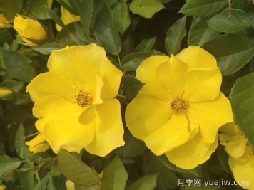 金瑪麗月季/金瑪莉月季