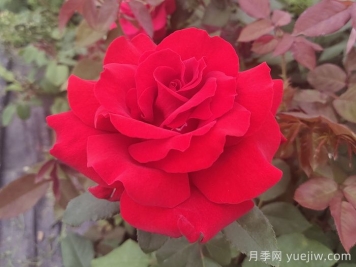 梅朗口紅月季/梅郎口紅