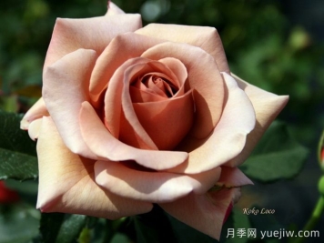 可可洛可月季/靈魂姐妹