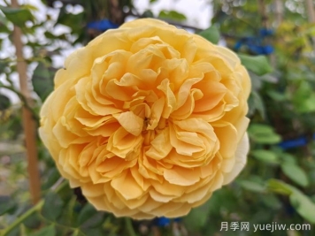 綻放在重慶的14款月季圖譜
