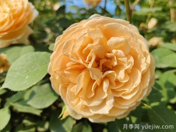 瑪格麗特王妃月季