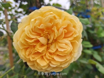 黃金慶典月季
