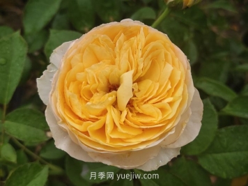 朱麗葉月季/切花朱麗葉