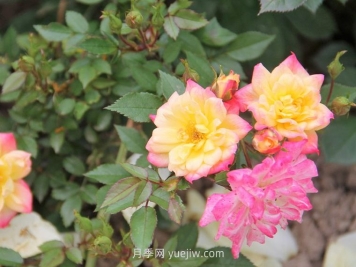 嬰兒假面舞會(huì)月季/小五彩月季