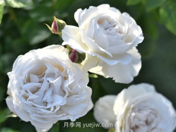 巴普洛娃月季的介紹和優(yōu)缺點(diǎn)