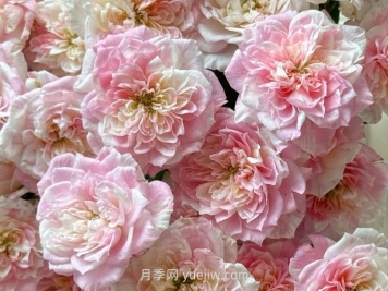 幸福之門(mén)月季的介紹和優(yōu)缺點(diǎn)