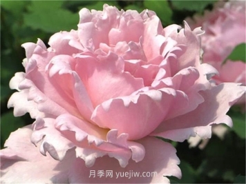 索菲羅莎月季的介紹和優(yōu)缺點(diǎn)