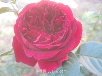 自由精靈月季的介紹和優(yōu)缺點(diǎn)