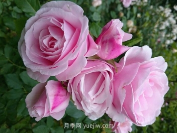 情書(shū)月季的介紹和優(yōu)缺點(diǎn)