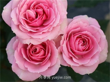 處女座月季介紹和優(yōu)缺點(diǎn)
