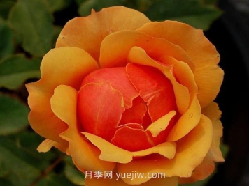 回眸月季介紹和優(yōu)缺點(diǎn)
