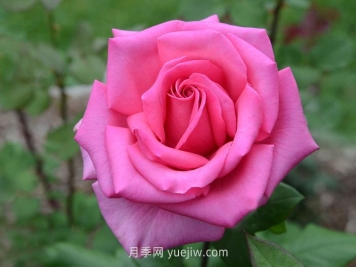 醉香酒月季介紹和優(yōu)缺點(diǎn)