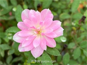 姬乙女月季介紹和優(yōu)缺點(diǎn)