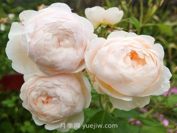 溫德米爾月季介紹和優(yōu)缺點(diǎn)