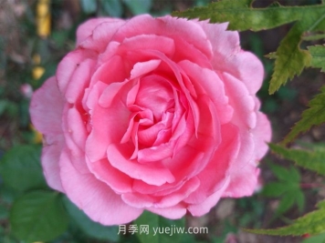 花宮娜月季介紹和優(yōu)缺點(diǎn)