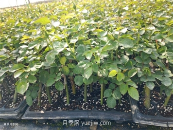 月季苗，南陽月季小苗用于全國各地的月季繁育基地