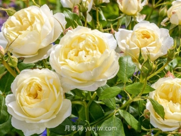 凡妮莎貝爾月季介紹和優(yōu)缺點(diǎn)