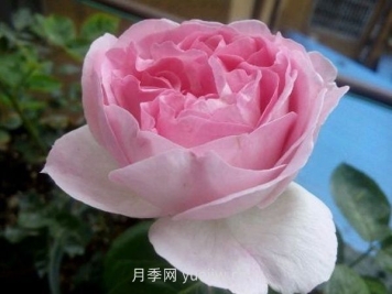 伊芙幻塔索斯月季介紹和優(yōu)缺點(diǎn)