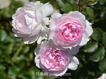 瑪莎月季介紹和優(yōu)缺點