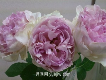 伊芙克萊爾月季介紹和優(yōu)缺點