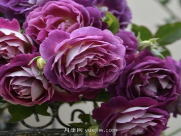 奧菲歐月季介紹和優(yōu)缺點