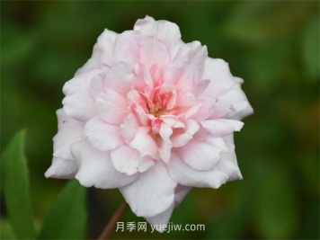 塞西爾布朗納月季介紹和優(yōu)缺點
